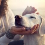 Reiki para mascotas, la ayuda energética para nuestros peludos