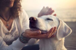 Reiki para mascotas, la ayuda energética para nuestros peludos